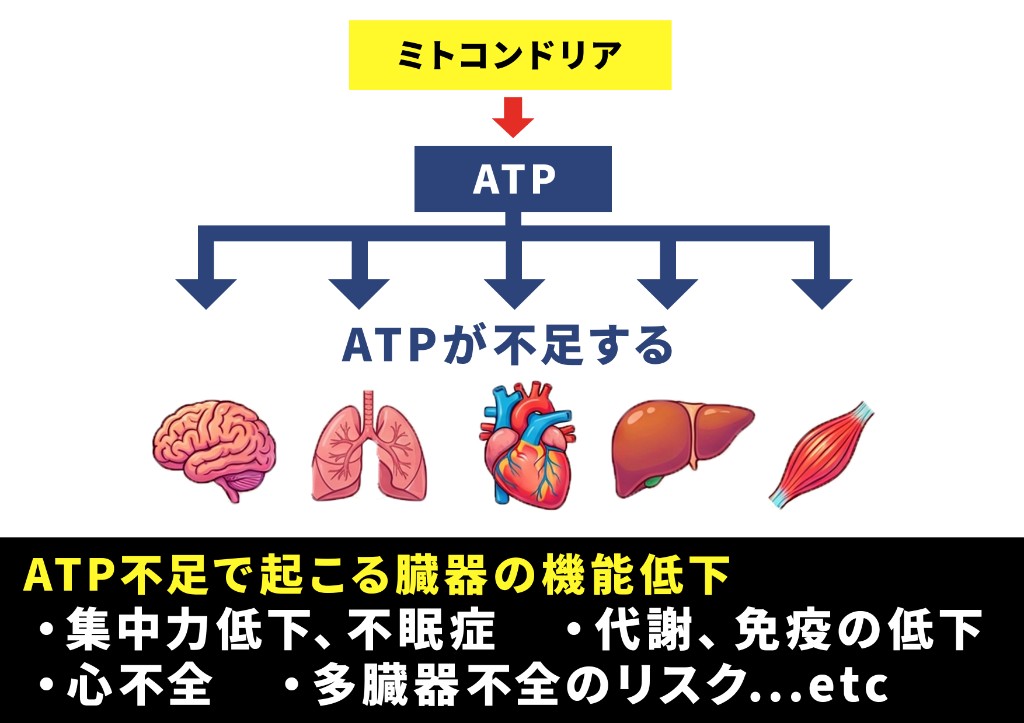 ATP不足で起こる臓器の機能低下