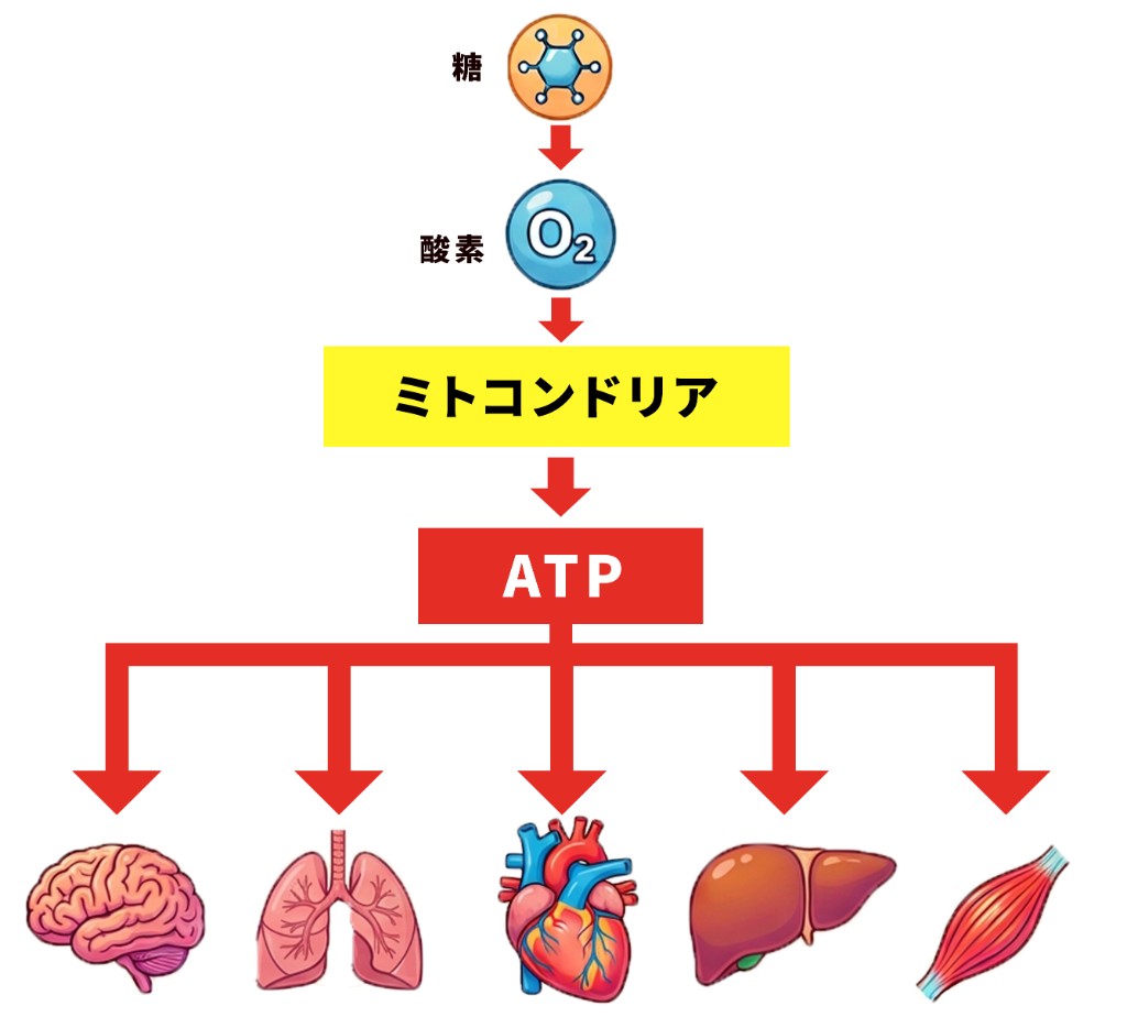 糖と酸素からミトコンドリアがATPをつくる仕組み